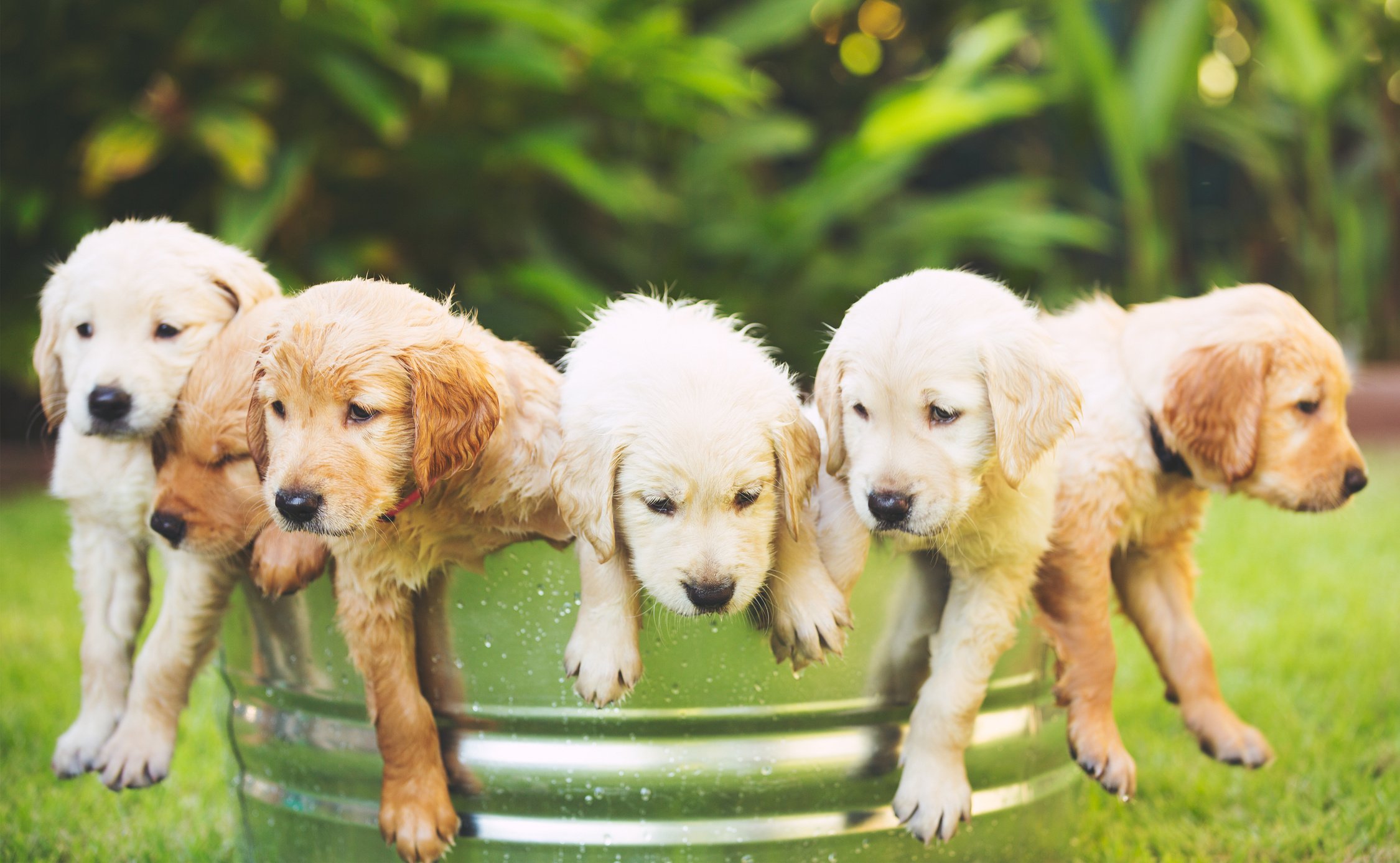 Golden Retriever Puppy