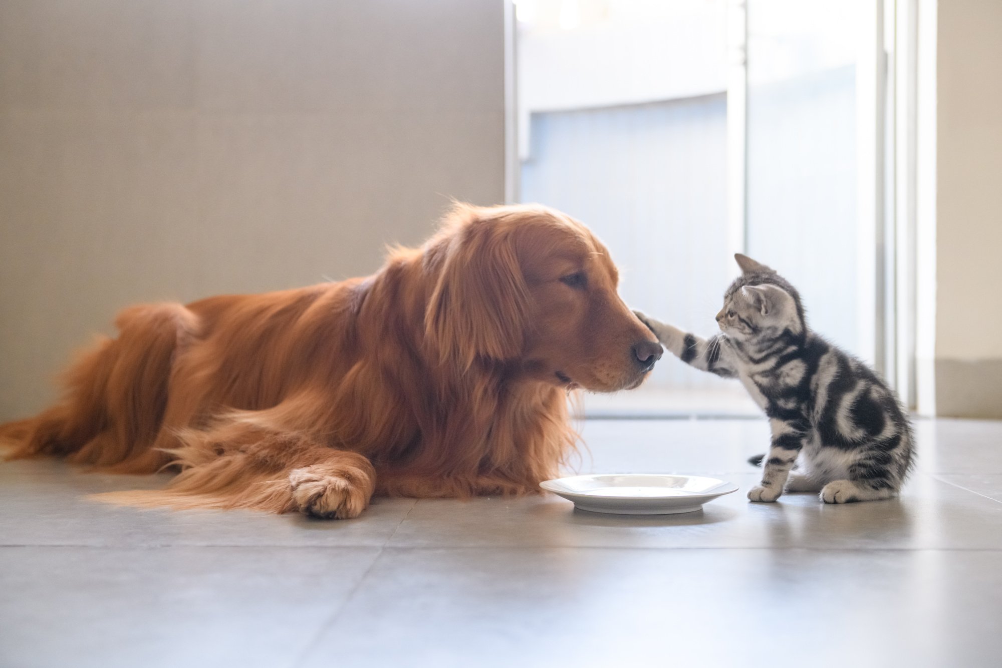 Cute kitty and Golden retriever